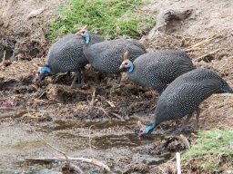 Western_Corridor2009-107